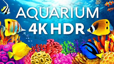 youtube aquarium 4k